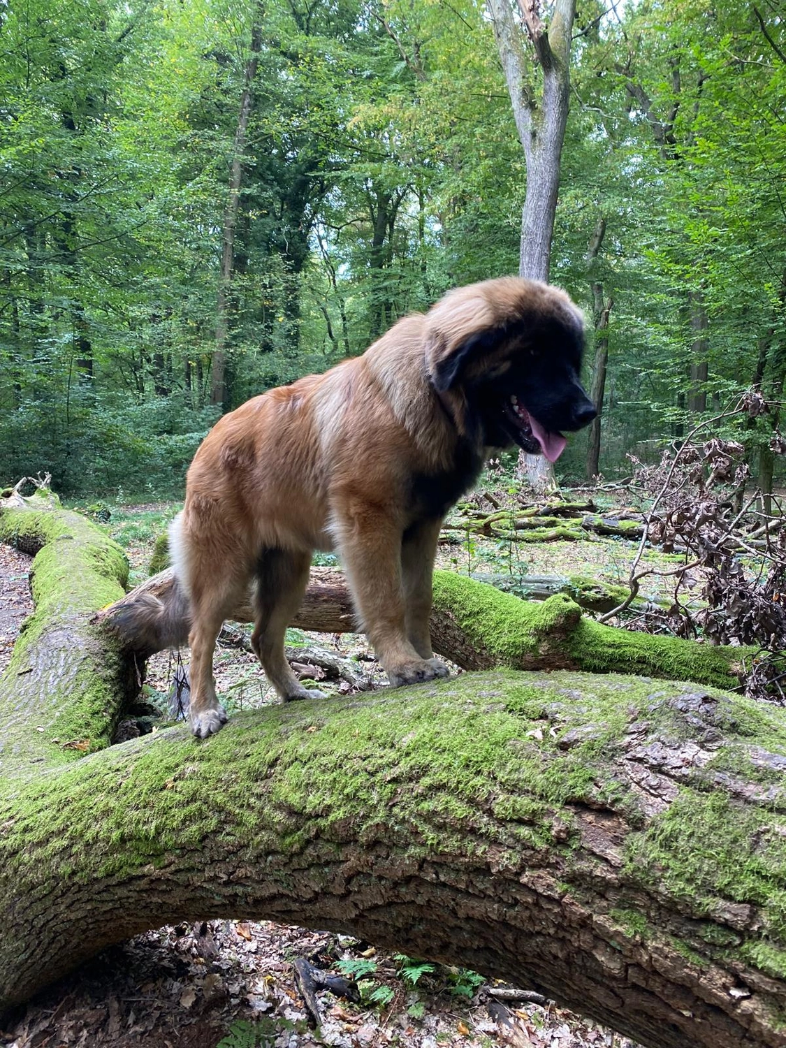 Silvia Packheiser - Hundezucht - Hund
