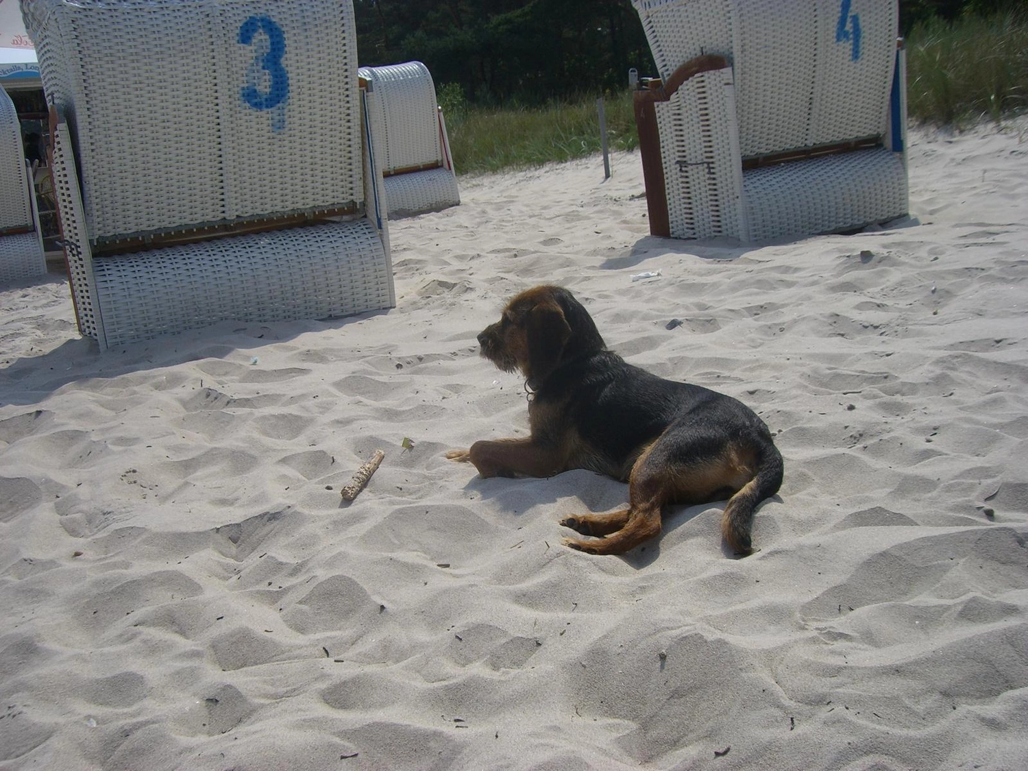 Silvia Packheiser - Hundezucht - Hund