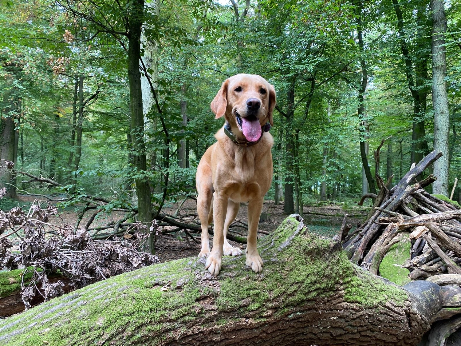 Silvia Packheiser - Hundezucht - Hund