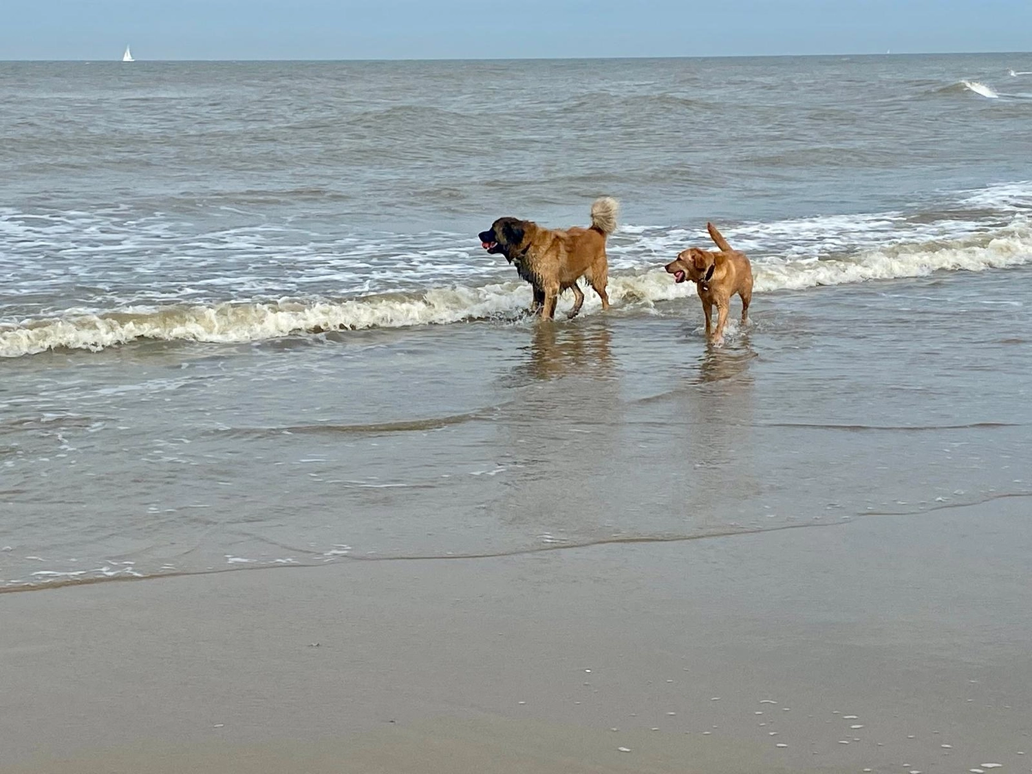 Silvia Packheiser - Hundezucht - Hunde