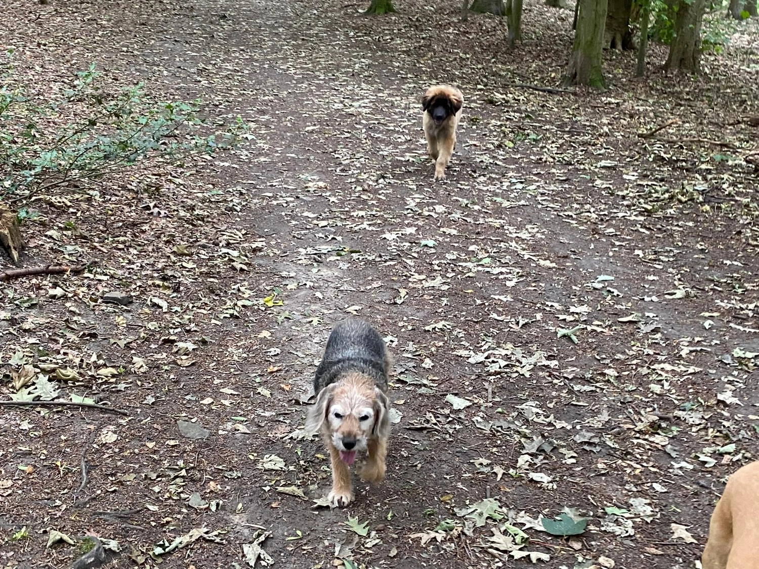 Silvia Packheiser - Hundezucht - Hunde