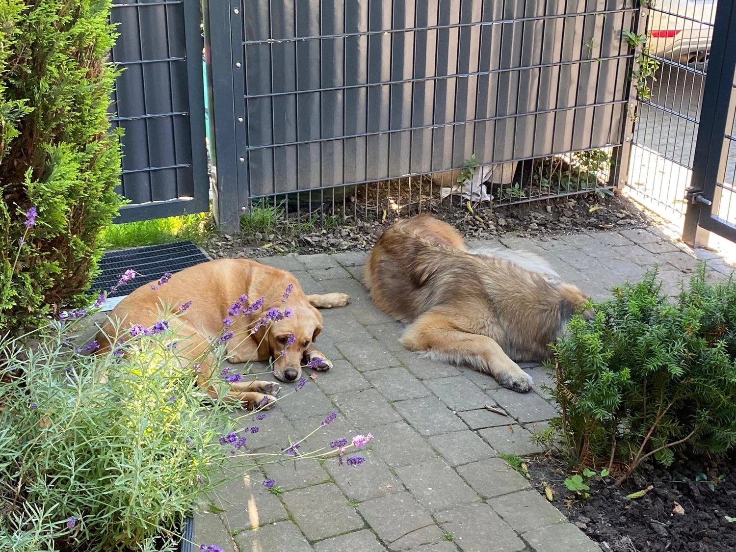 Silvia Packheiser - Hundezucht - Hunde