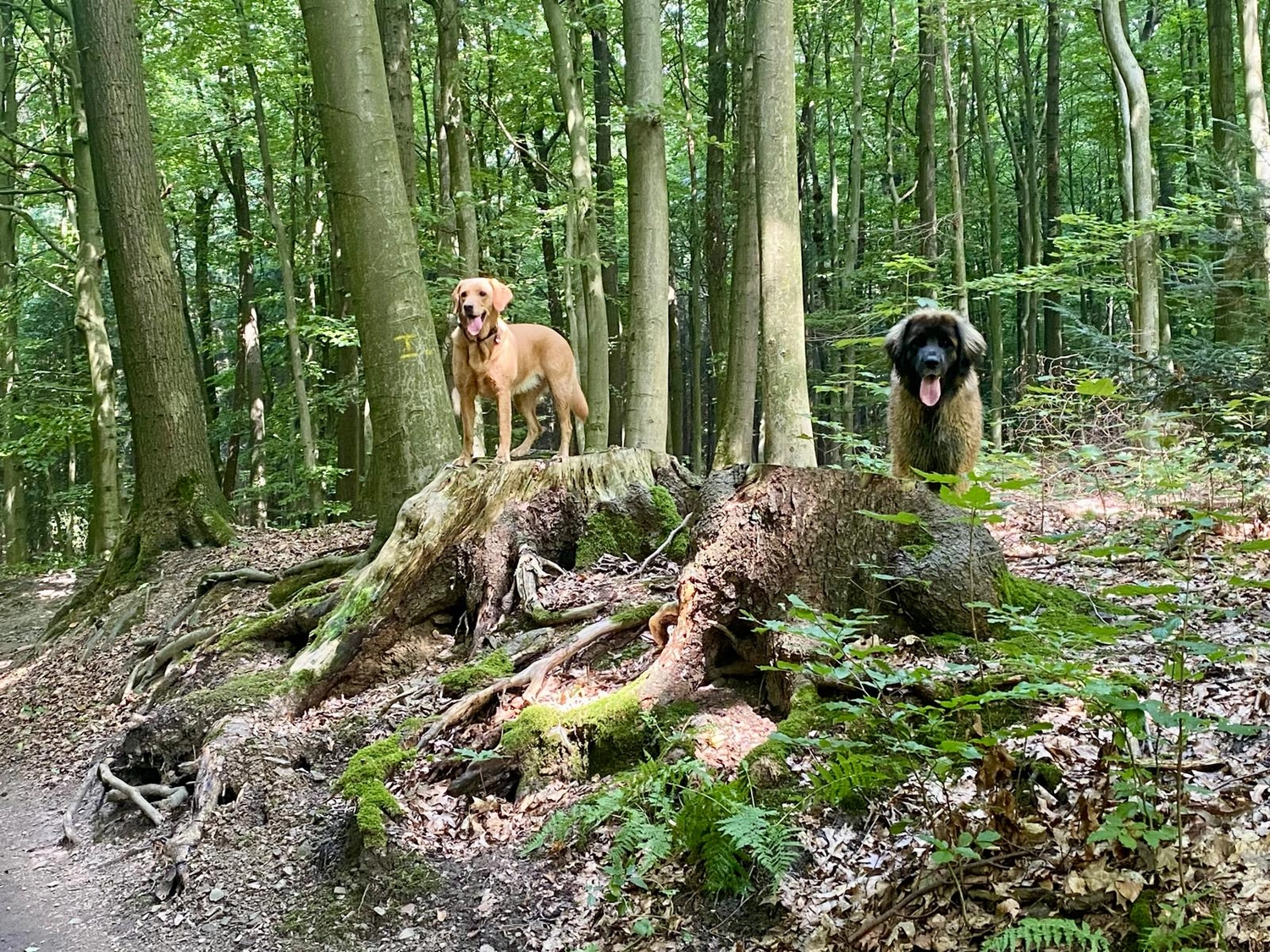 Silvia Packheiser - Hundezucht - Hunde