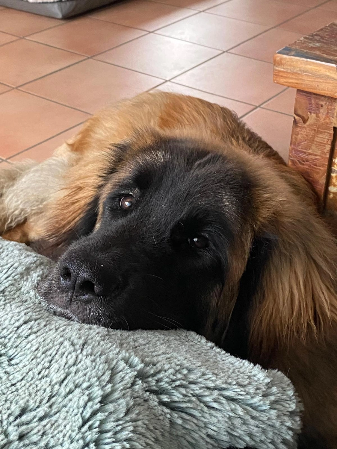 Silvia Packheiser - Hundezucht - Hund