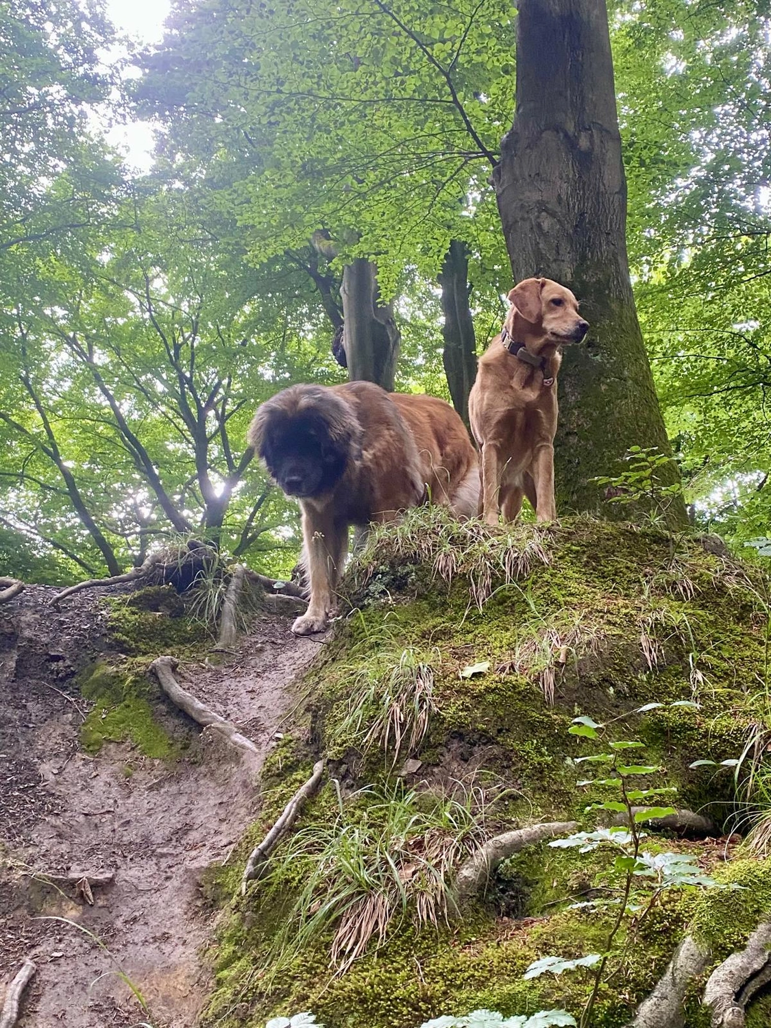 Silvia Packheiser - Hundezucht - Hunde