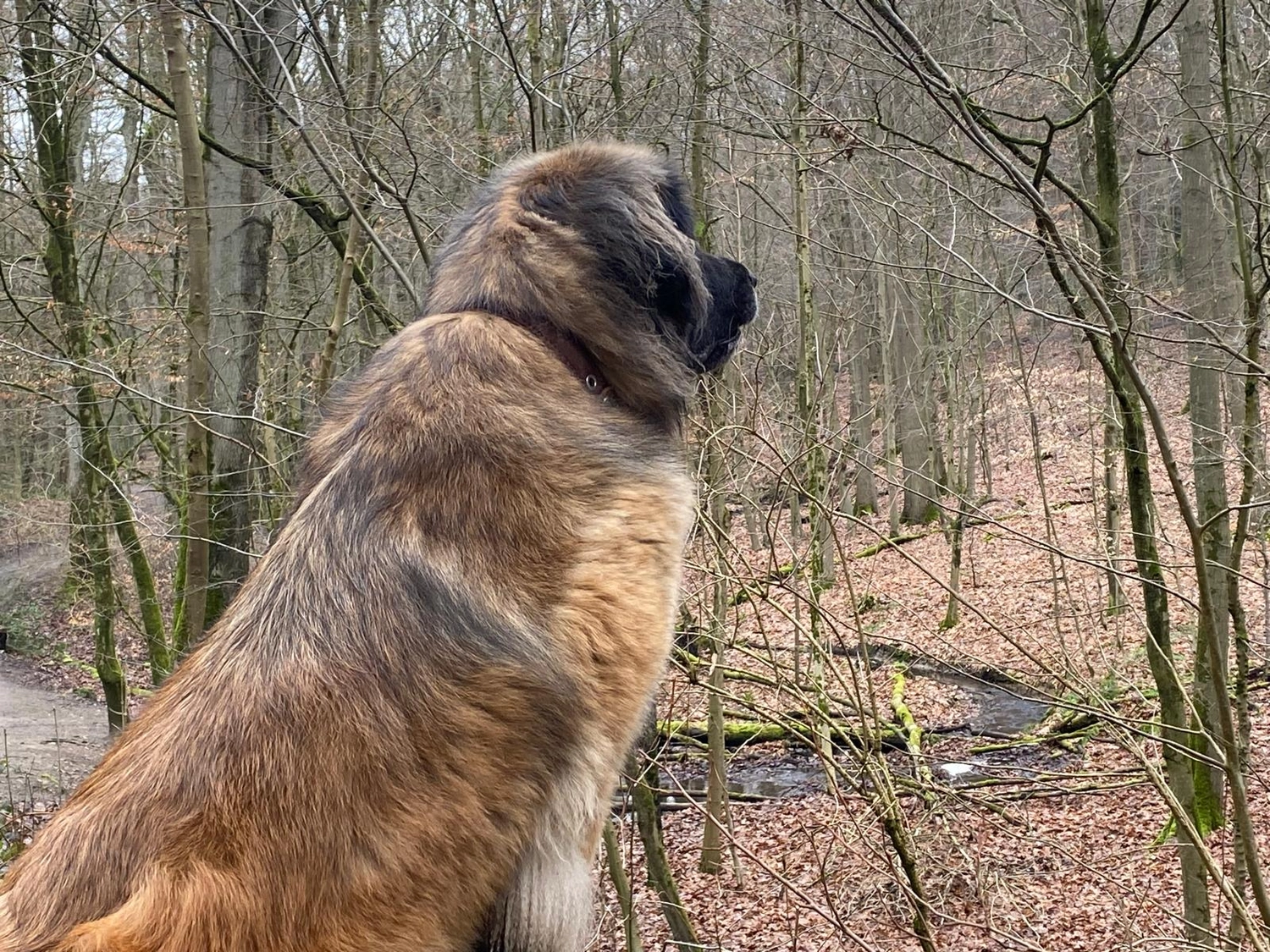 Silvia Packheiser - Hundezucht - Hund