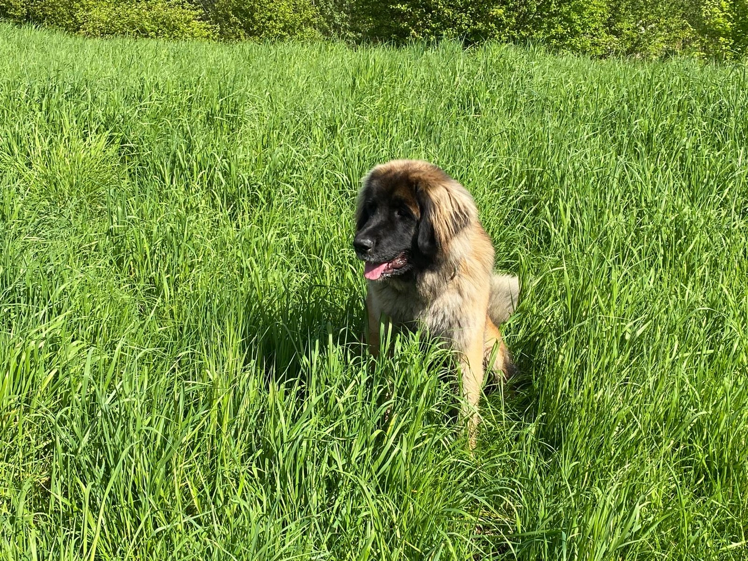 Silvia Packheiser - Hundezucht - Hund