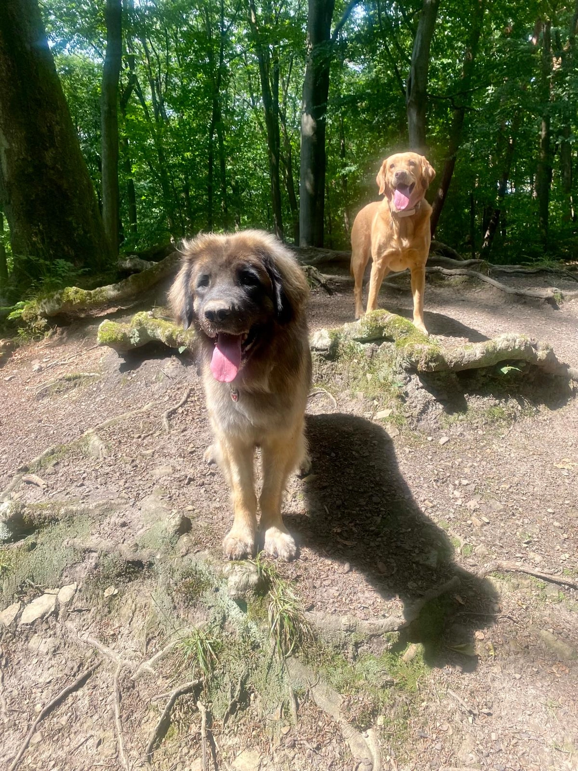 Silvia Packheiser - Hundezucht - Hunde