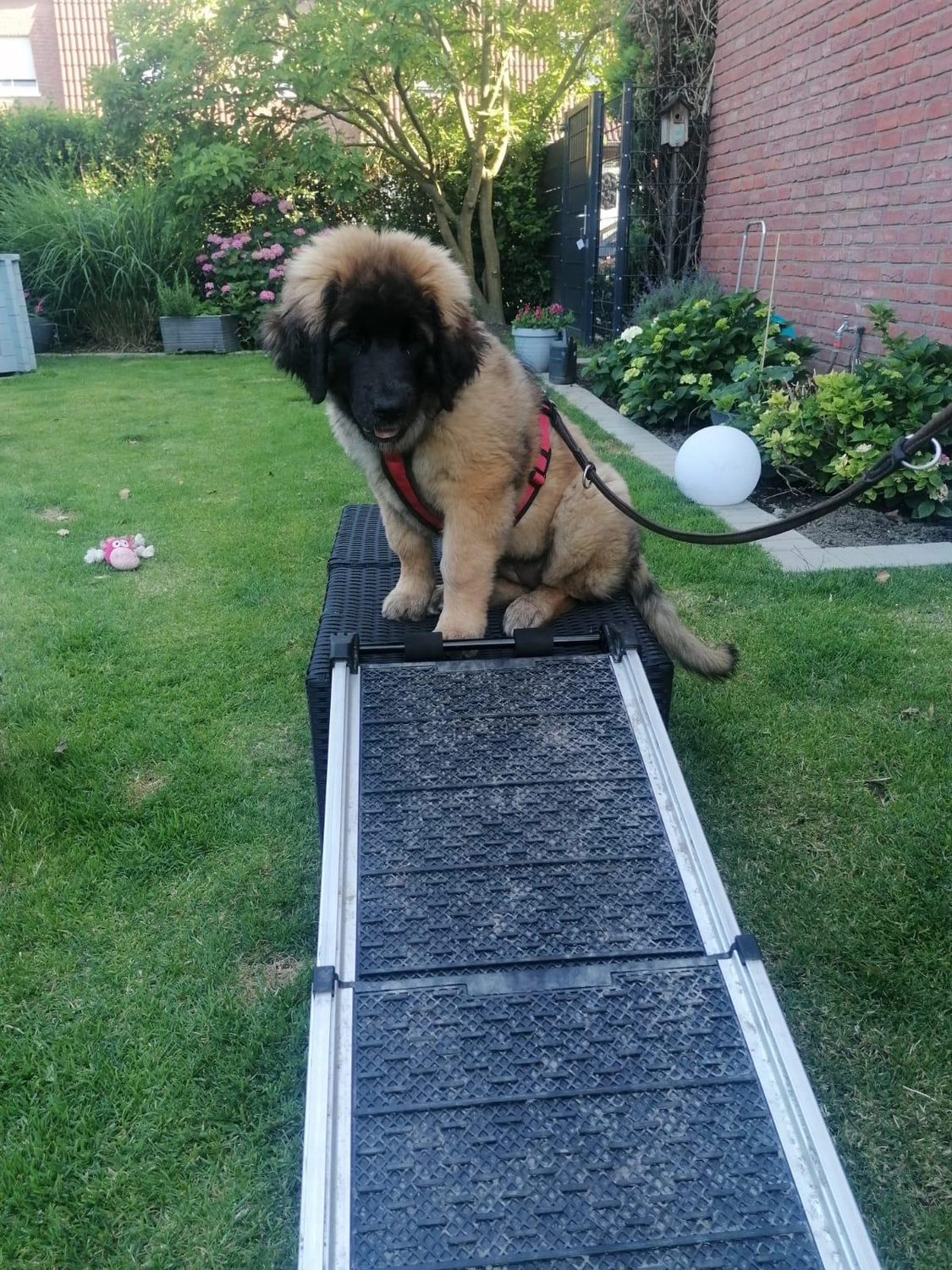 Silvia Packheiser - Hundezucht - Hund