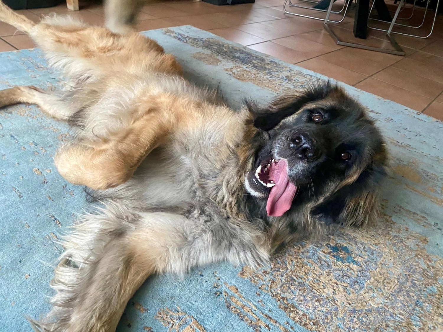 Silvia Packheiser - Hundezucht - Hunde