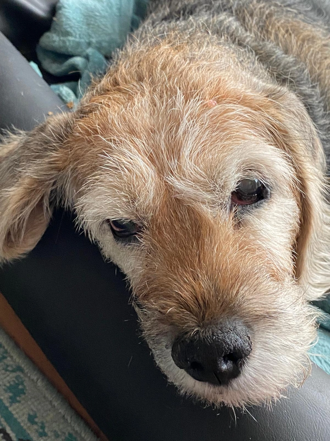 Silvia Packheiser - Hundezucht - Hund