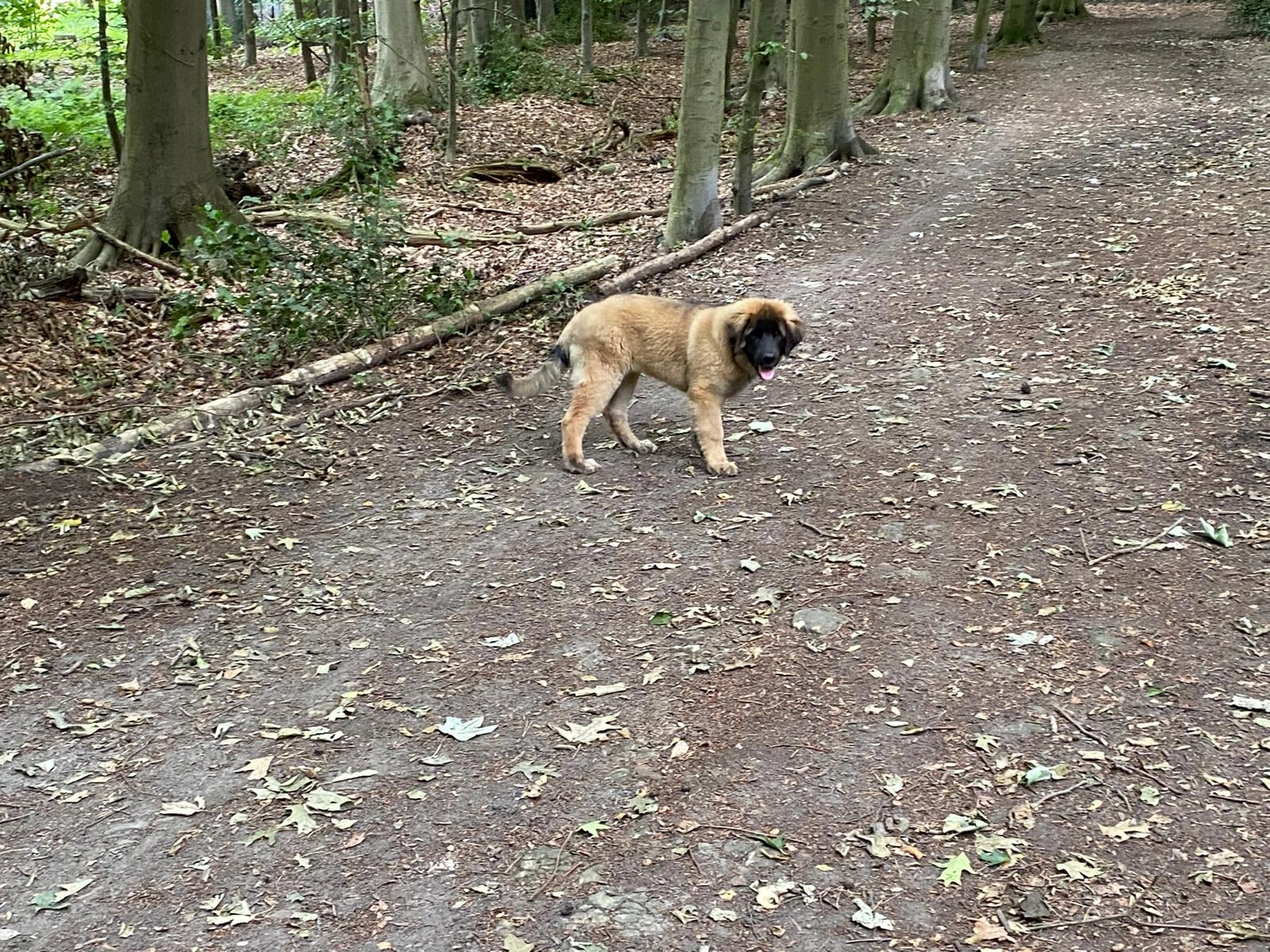 Silvia Packheiser - Hundezucht - Hund
