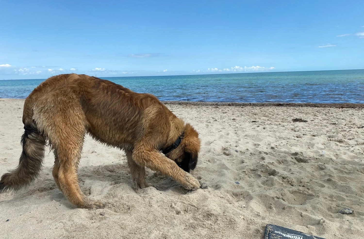 Silvia Packheiser - Hundezucht - Hund