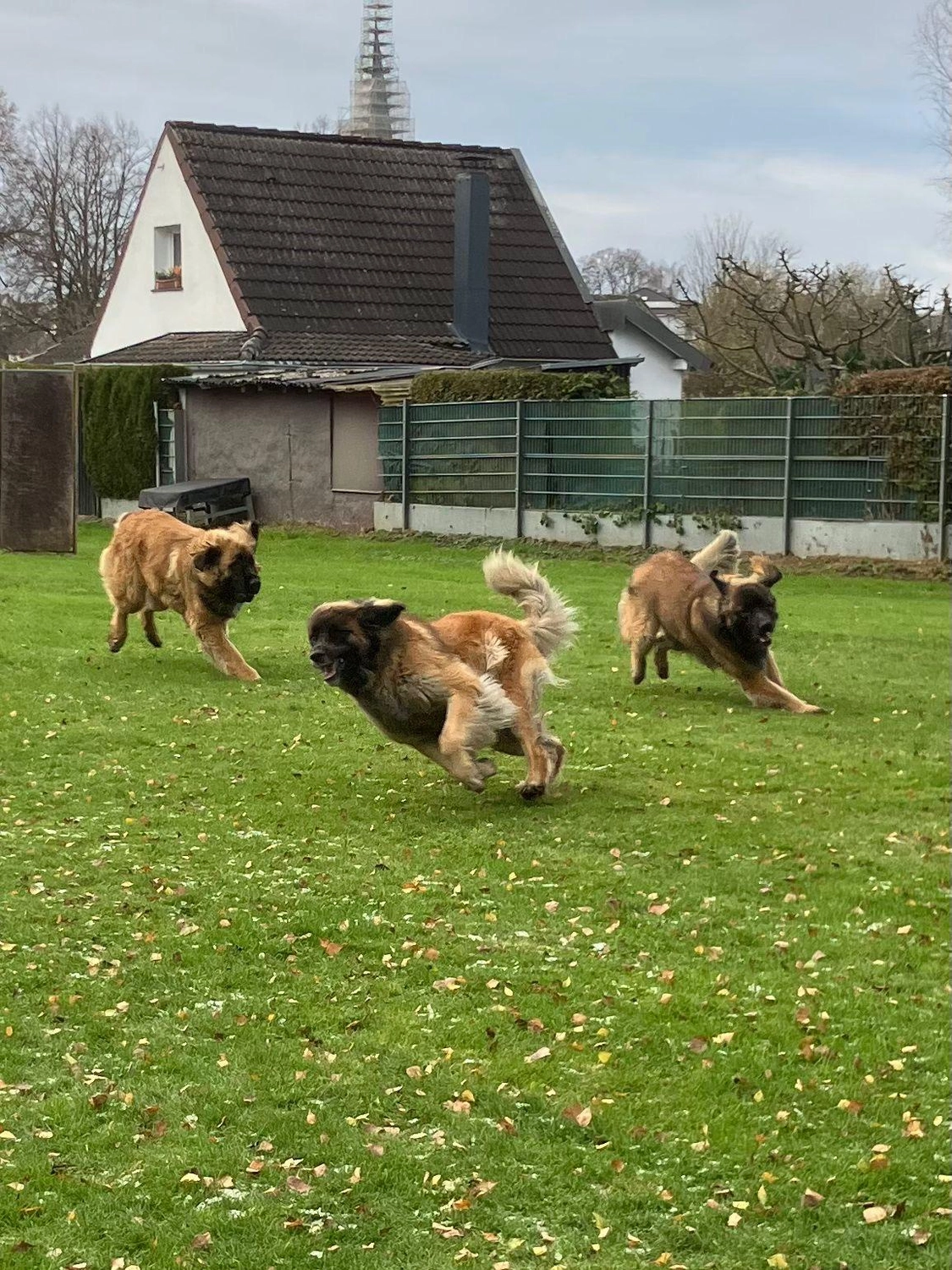 Silvia Packheiser - Hundezucht - Hunde