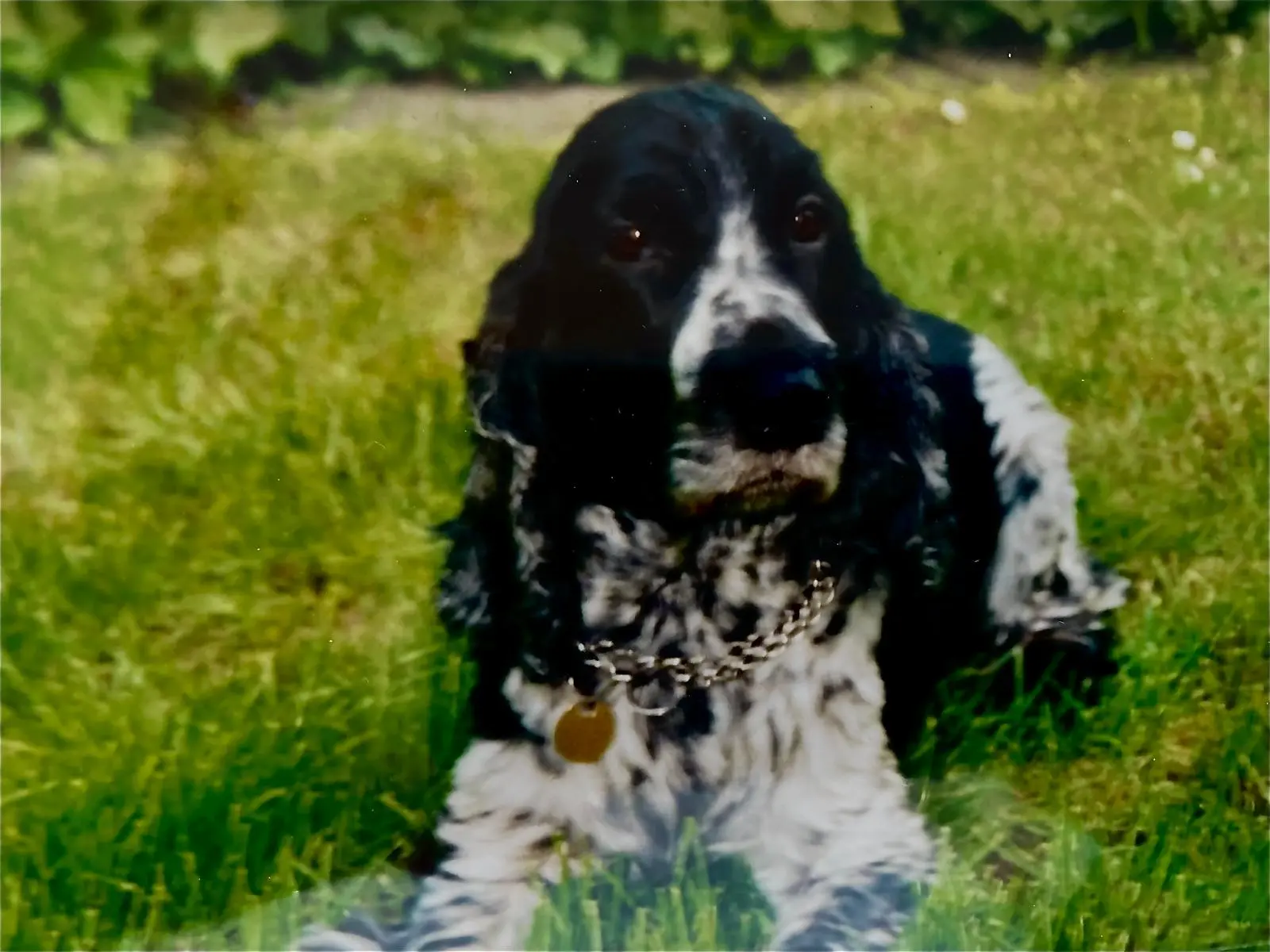 Silvia Packheiser - Hundezucht - Baster