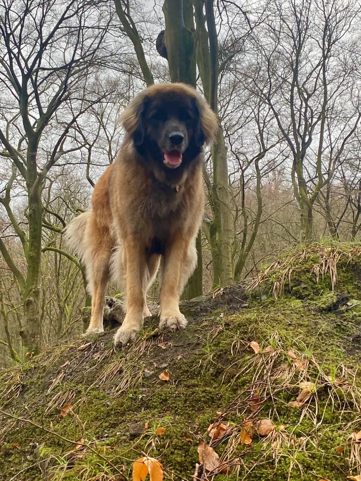 Silvia Packheiser - Hundezucht - Edda Löwe von der Rudelsburg