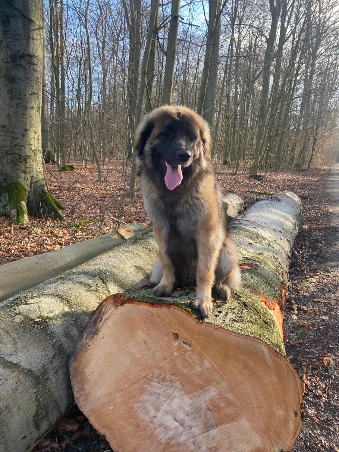 Silvia Packheiser - Hundezucht - Hund