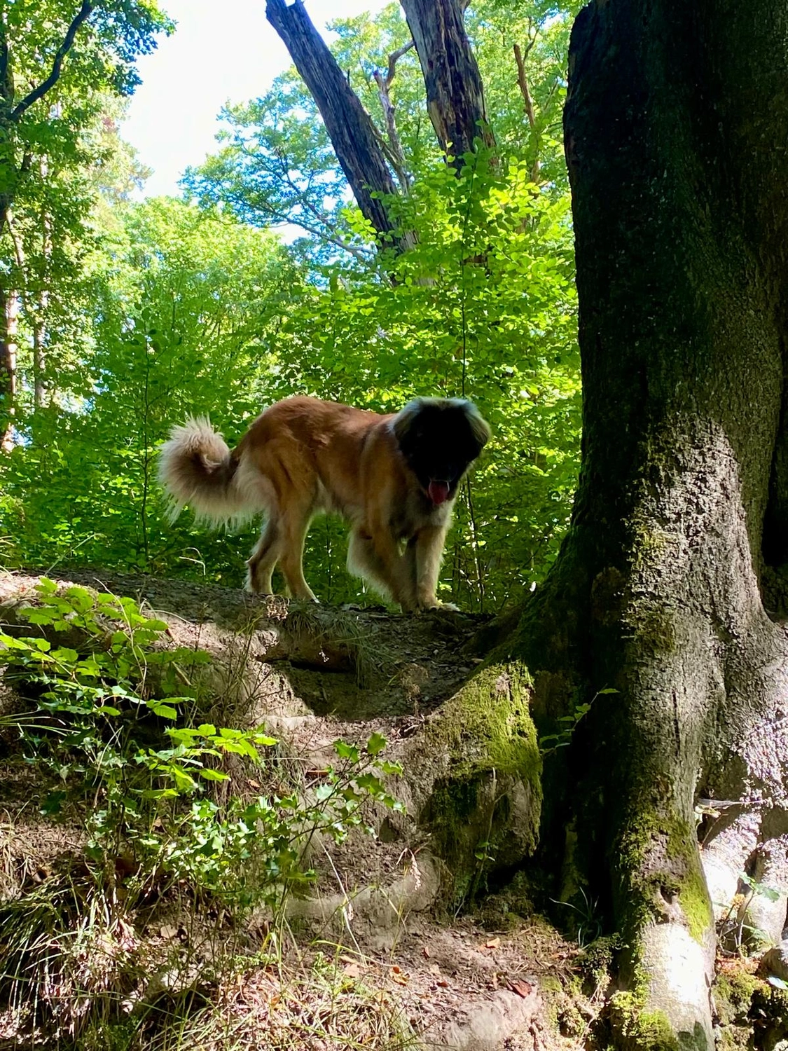 Silvia Packheiser - Hundezucht - Hund