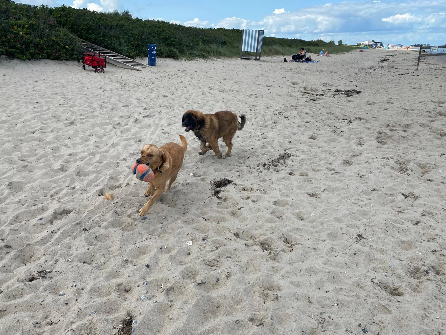 Silvia Packheiser - Hundezucht - Hunde