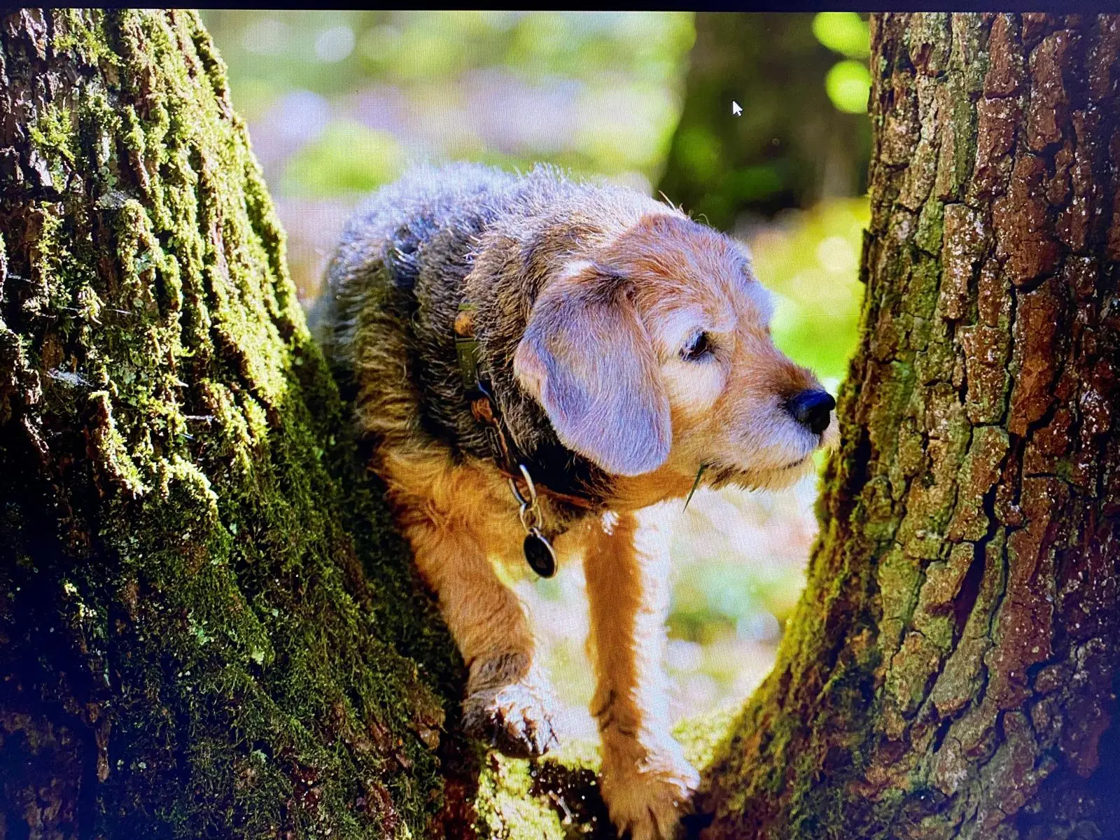 Silvia Packheiser - Hundezucht - Leni